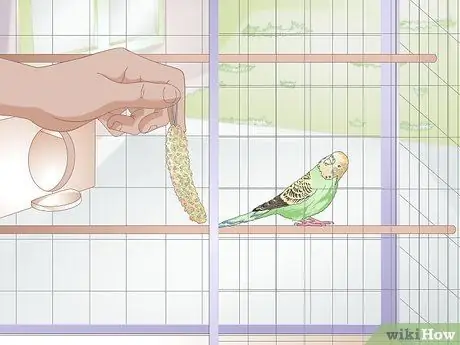 Как определить, что попугай заболел Шаг 4