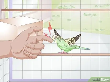 Как определить, что попугай заболел Шаг 5