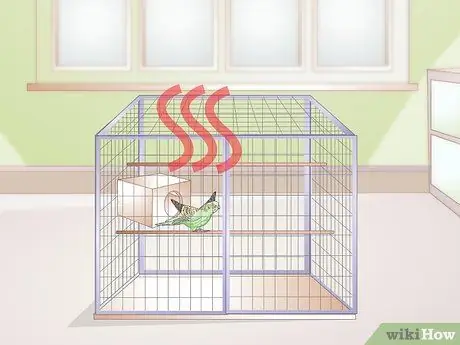 Как определить, что попугай заболел Шаг 6