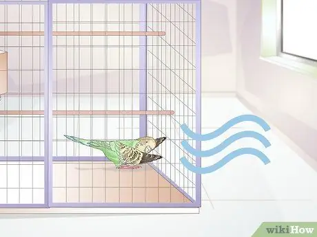 Как определить, что попугай заболел Шаг 7