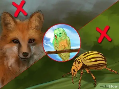 Предотвратить заражение попугаев Шаг 14