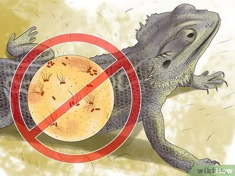 Предотвратить заражение попугаев Шаг 15