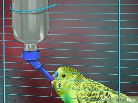 Предотвратить заражение попугаев Шаг 7