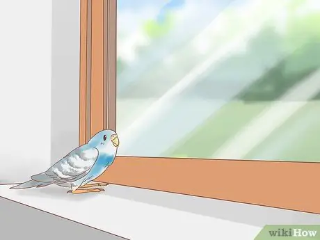 Остановить выщипывание перьев попугаев Шаг 12