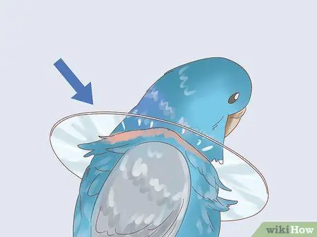 Остановить выщипывание перьев попугаев Шаг 6