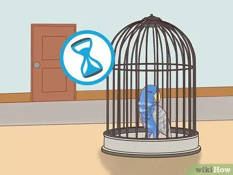 Остановить выщипывание перьев попугаев Шаг 7