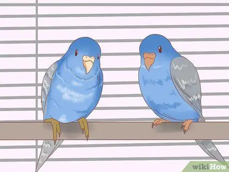 Прекратить выщипывание перьев попугаев Шаг 9