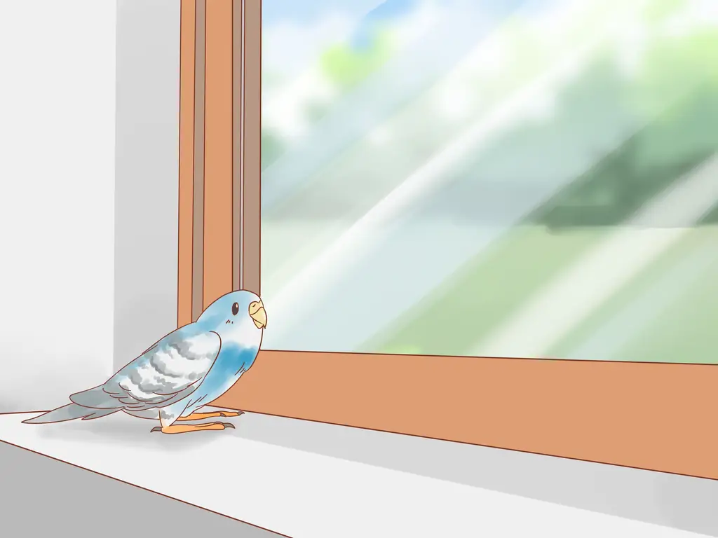 Как остановить выщипывание перьев у попугаев: 12 шагов