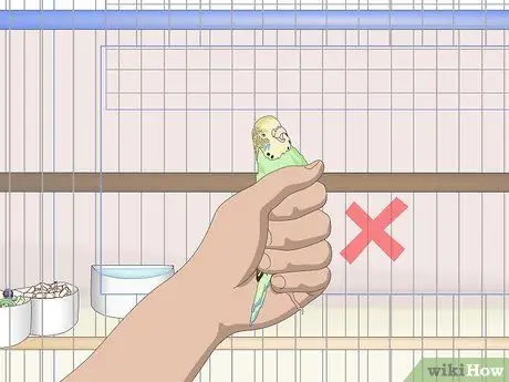 Завести попугая Шаг 16