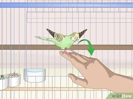 Завести попугая Шаг 17