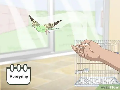 Завести попугая Шаг 18