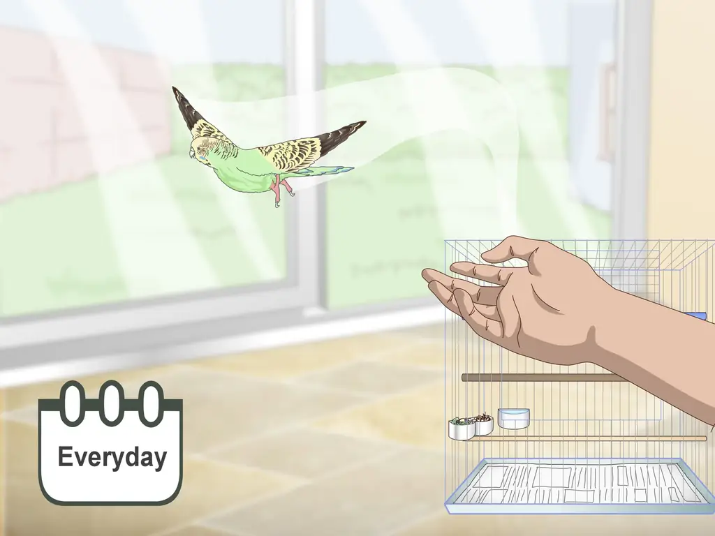 4 способа завести попугая
