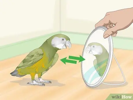 Развлекайте сенегальского попугая Шаг 13