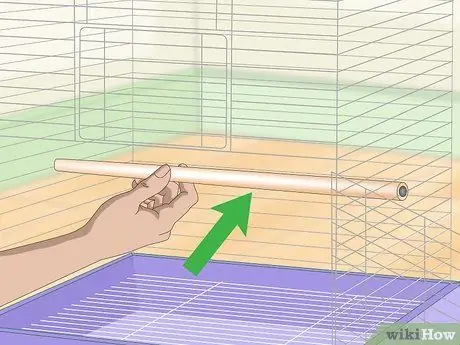 Развлекайте сенегальского попугая Шаг 2