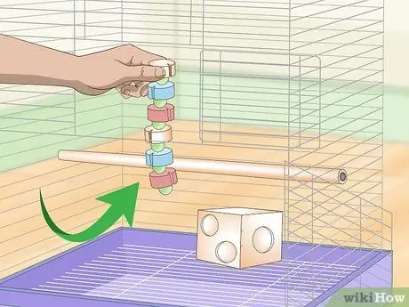 Развлекайте сенегальского попугая Шаг 3