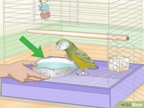 Развлекайте сенегальского попугая Шаг 4