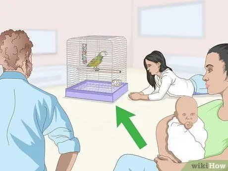 Развлекайте сенегальского попугая Шаг 5