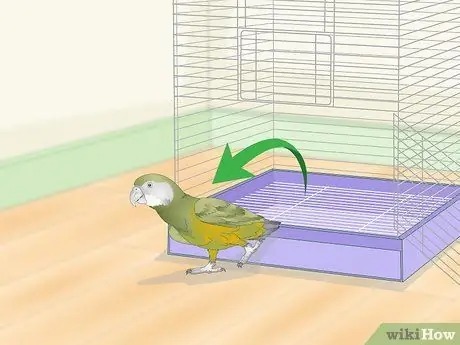 Развлекайте сенегальского попугая Шаг 8