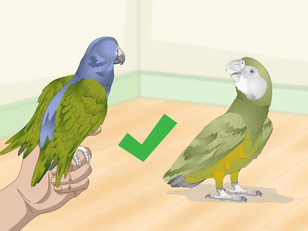 3 способа развлечь сенегальского попугая