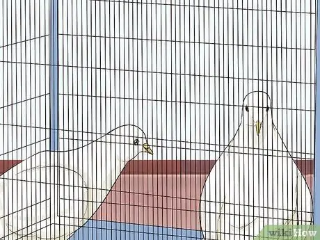 Развлекайте голубей, шаг 10