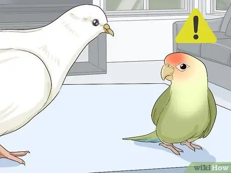 Развлекайте голубей, шаг 12