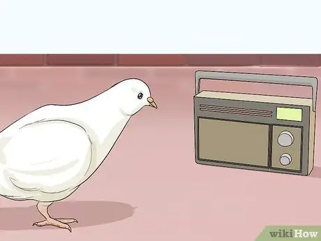 Развлекайте голубей Шаг 8