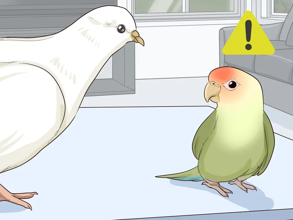 4 способа развлечь голубей