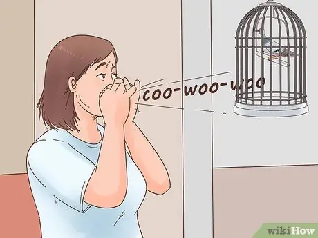 Призывайте голубей к сотрудничеству Шаг 3