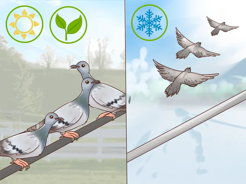 Как побудить голубей к сотрудничеству: 9 шагов (с иллюстрациями)