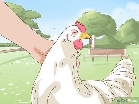 Держи домашнюю курицу Шаг 11