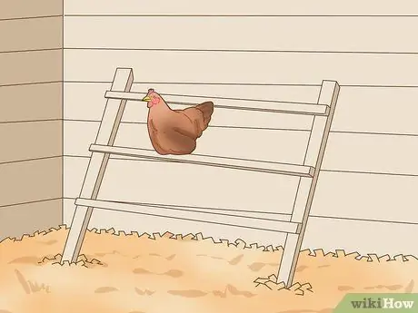 Держи домашнюю курицу Шаг 3