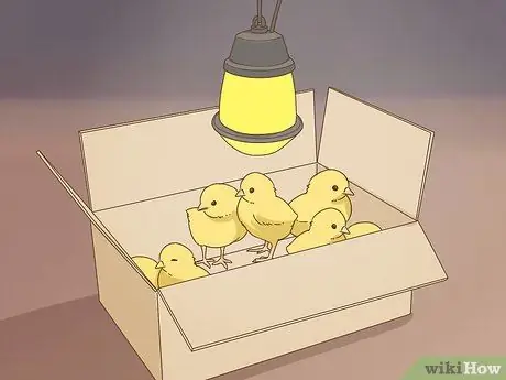 Держи домашнюю курицу Шаг 5