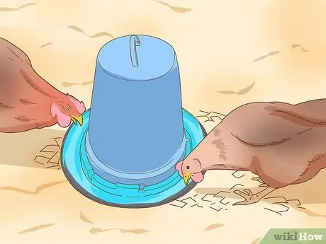 Держи домашнюю курицу Шаг 7