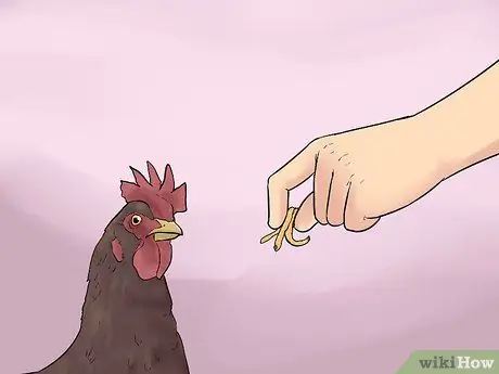 Приручить цыплят, шаг 1