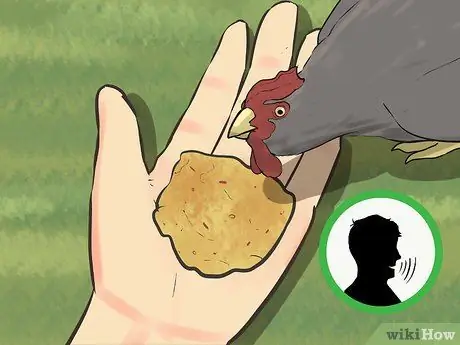 Приручить цыплят, шаг 10