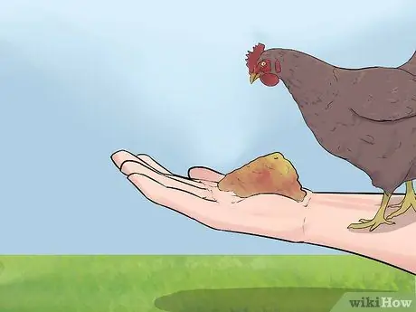 Приручить цыплят шаг 11