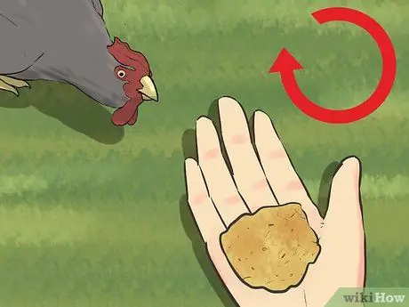 Приручить цыплят, шаг 12