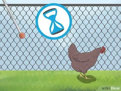 Приручить цыплят, шаг 16