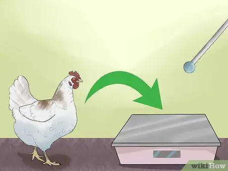 Приручить цыплят, шаг 19