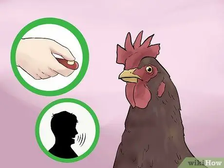 Приручить цыплят, шаг 2