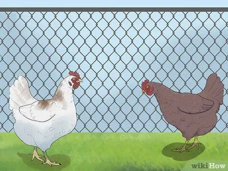 Приручить цыплят, шаг 6