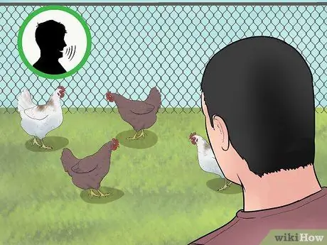 Приручить цыплят, шаг 7