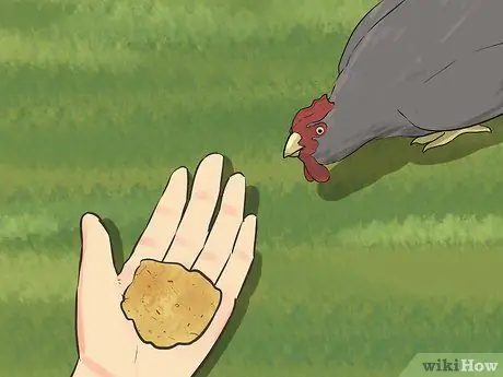 Приручить цыплят, шаг 9