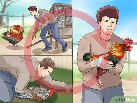 Защититься от нападающего петуха Шаг 11