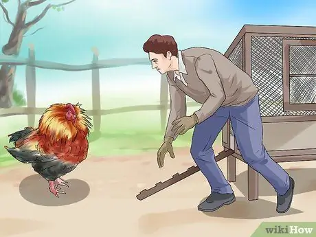 Защититься от нападающего петуха Шаг 8