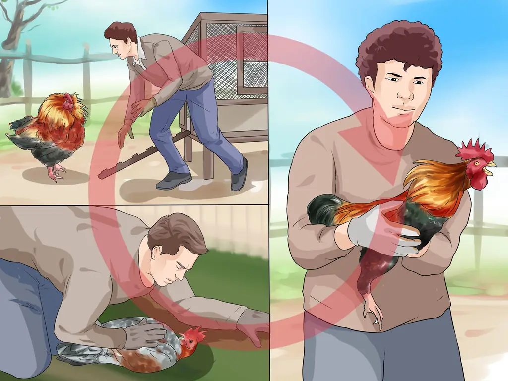 3 способа защититься от нападающего петуха
