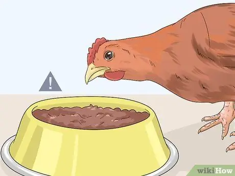 Кормление цыплят отходами со стола Шаг 1