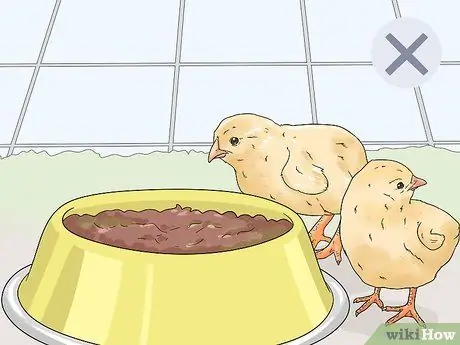 Кормление цыплят отходами со стола Шаг 10