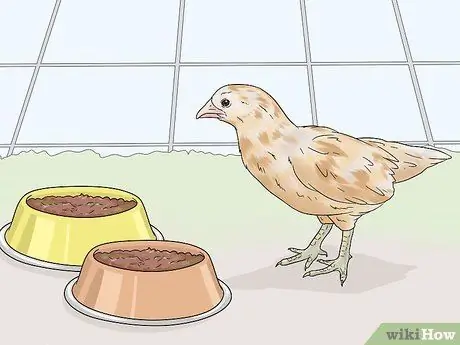 Кормление цыплят отходами со стола Шаг 11