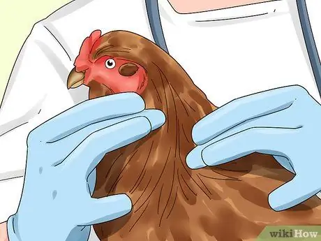 Переделайте своих цыплят, шаг 2